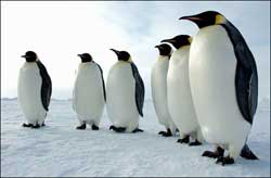 pinguins